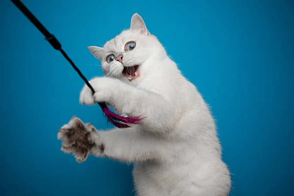 Playful white british shorthair cat playing with feather toy — Stock Photo, Image