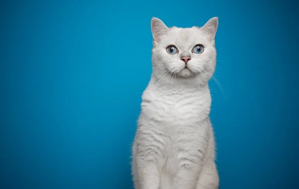 Περίεργο μπλε μάτια λευκό βρετανικό shorthair πορτρέτο γάτα — Φωτογραφία Αρχείου