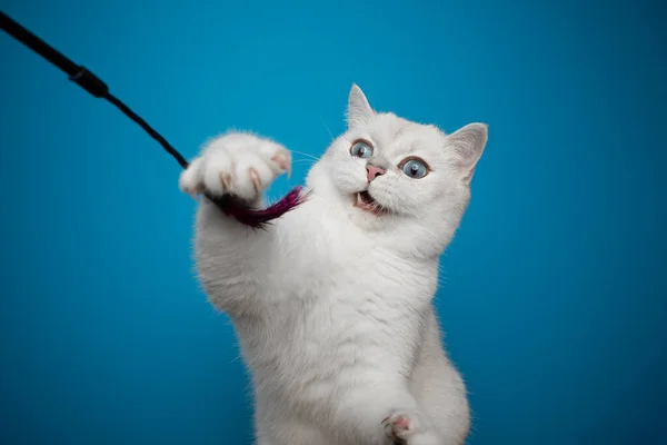 Gato blanco jugando con juguete de plumas sobre fondo azul — Foto de Stock