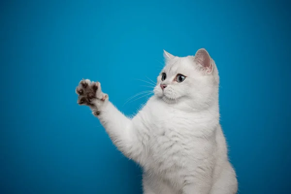 Játékos fehér macska emelő mancs mutató karmok kék háttér — Stock Fotó