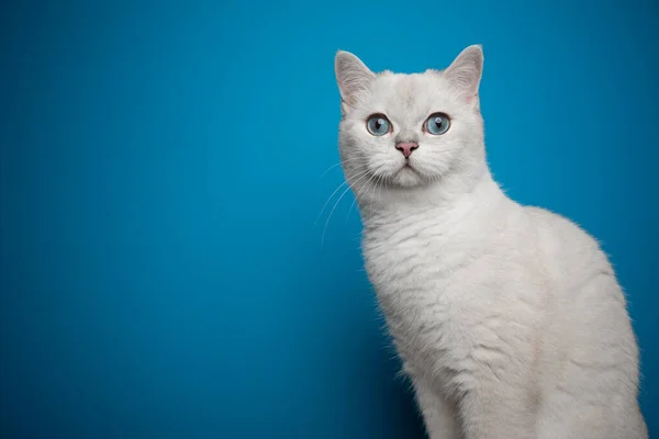 Красивая белоснежная короткошерстная кошка с голубыми глазами на голубом фоне — стоковое фото