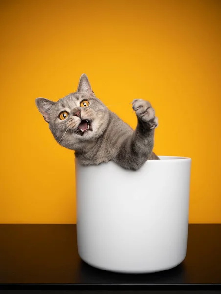 Brincalhão tabby britânico shorthair gato dentro de vaso de planta branca — Fotografia de Stock