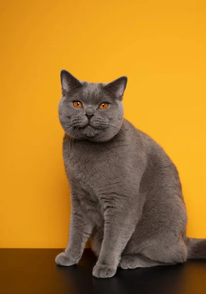 Brits stenografisch blauw kat zitten op zwart tafel in de voorkant van gele achtergrond — Stockfoto