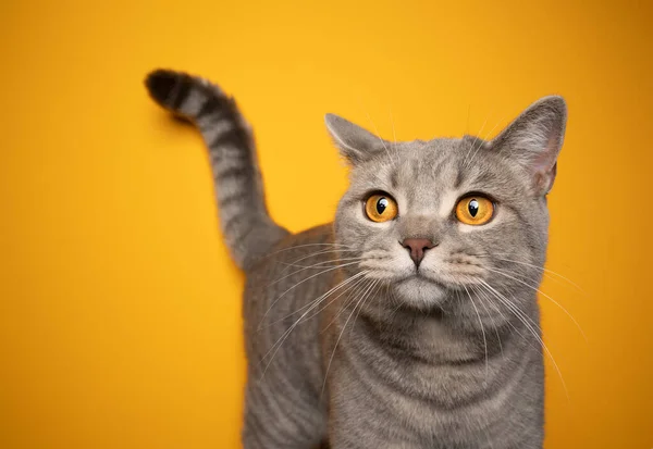 Belo retrato de gato no fundo amarelo com espaço de cópia — Fotografia de Stock