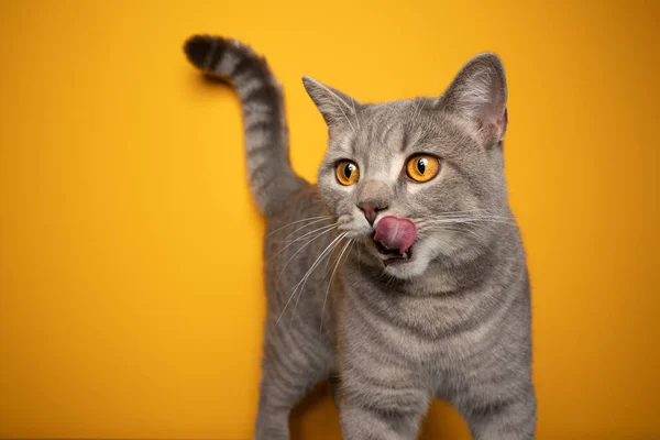 Fome gato lambendo lábios olhando para o lado no fundo amarelo — Fotografia de Stock