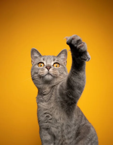 Jeu britannique shorthair chat levant patte sur fond jaune — Photo