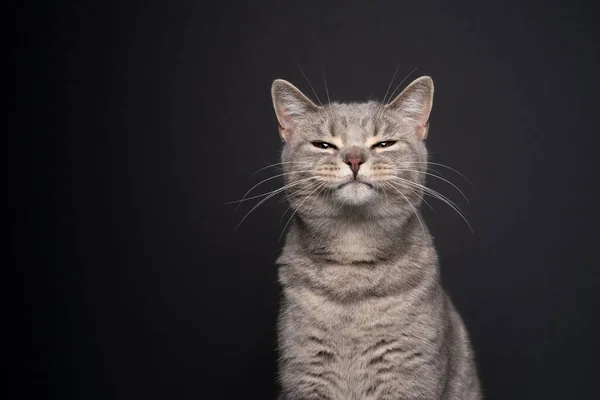 Söt rolig katt ser misstänkt eller arg på svart bakgrund — Stockfoto