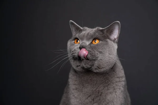 Kucing bulu pendek biru menjilati bibir melihat ke samping — Stok Foto