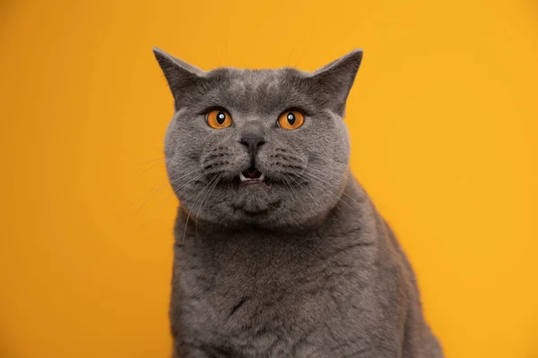 Srandovní tvář britský krátkosrstý kočka na žlutém pozadí — Stock fotografie