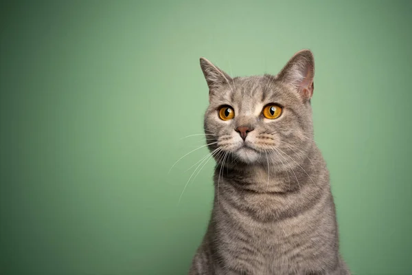 Britânico shorthair gato com olhos amarelos retrato no fundo verde — Fotografia de Stock