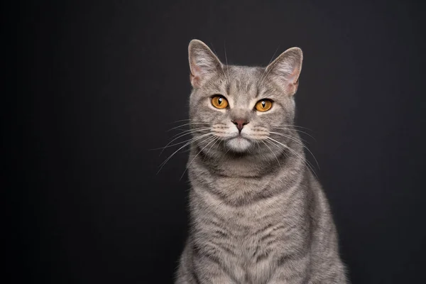 Piękny tabby brytyjski krótkowzroczny kot portret na czarnym tle — Zdjęcie stockowe