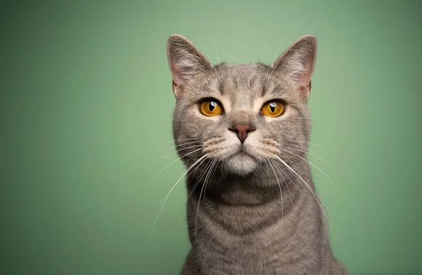 Gatto curioso con occhi gialli ritratto su sfondo verde — Foto Stock