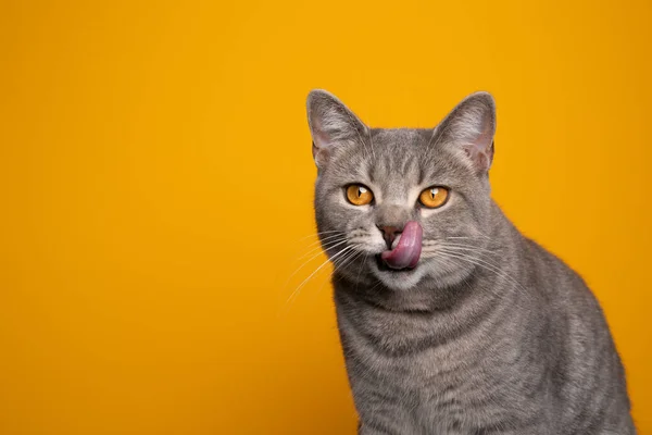 Fome tabby britânico shorthair gato lambendo lábios no fundo amarelo — Fotografia de Stock