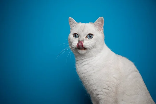 Голодный белый британский короткошерстный кот облизывает губы на синем фоне — стоковое фото