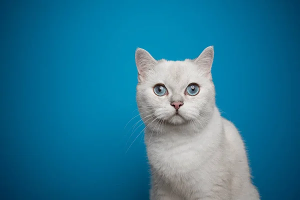 Curious white cat with blue eyes looking at camera on blue background — Stock Photo, Image