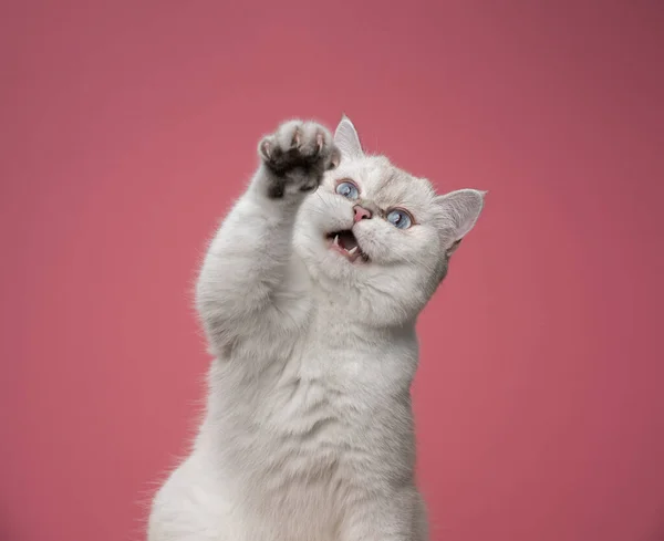 Fehér brit gyorsírás macska játék emelő mancs mutató karmok — Stock Fotó