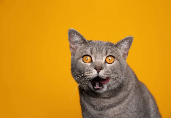 Голодний кіт робить смішне обличчя облизуючи губи на жовтому фоні — стокове фото
