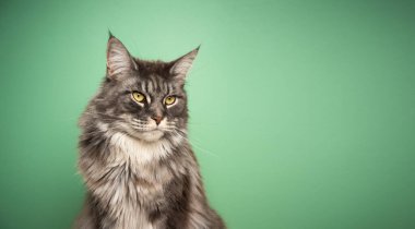 Sarı gözlü mavi kedinin yeşil arka planda portresi