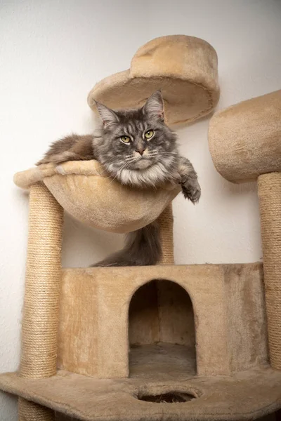 Blue tabby maine coon cat resting on scratching post cat tree — Stock Photo, Image