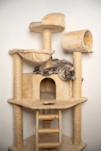 blue tabby maine coon cat resting on scratching post cat tree