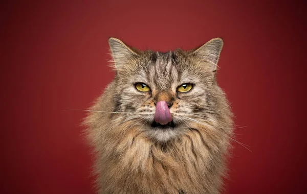 Голодный пушистый кот лижет губы портрет на красном фоне — стоковое фото