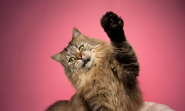 Verspielt gestromte norwegische Waldkatze hebt Pfote auf rosa Hintergrund — Stockfoto