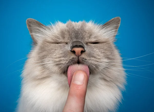 Birman gato lamiendo trata apagado dedo mostrando el papilas en gatos lengua — Foto de Stock
