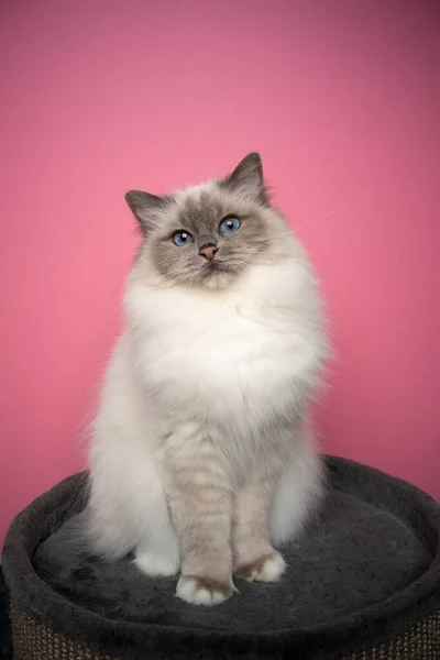 Fluffy birman cat sitting on pet bed on pink background — Stock Photo, Image