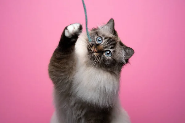 Soffice birman gatto con gli occhi blu giocare con stringa su sfondo rosa — Foto Stock