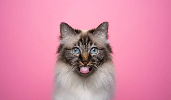Милый Бирман кот торчит язык глядя на камеру на розовом фоне — стоковое фото