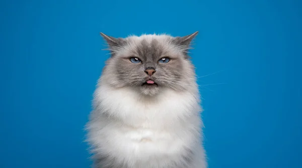 淘气的毛茸茸的小鸟猫在蓝色的背景上伸出舌头 — 图库照片