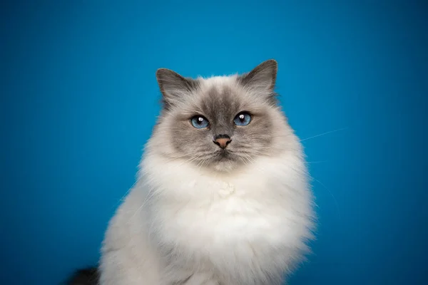 Fluffig Birman katt med blå ögon porträtt på blå bakgrund — Stockfoto