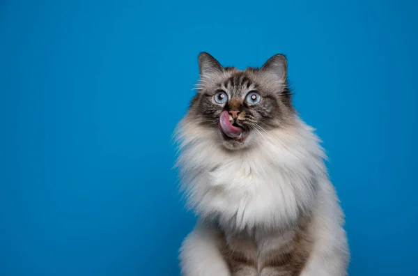 Любопытный и голодный Бирман кот облизывает губы на синем фоне — стоковое фото