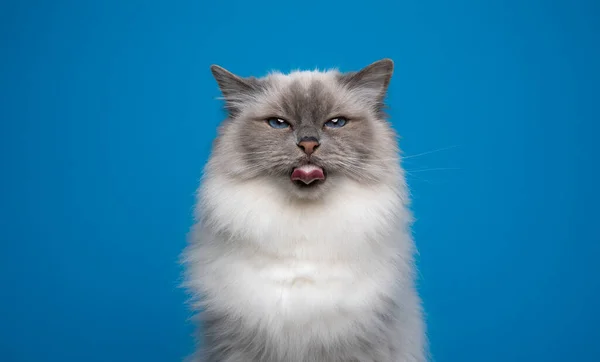 Fluffig blåögd fågel katt sticker ut tungan gör roligt ansikte — Stockfoto