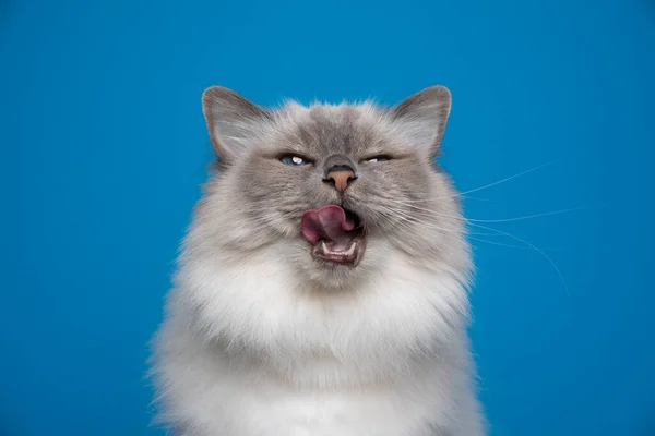 Hungrig birman katt med mun öppna slicka läppar gör rolig ansikte — Stockfoto