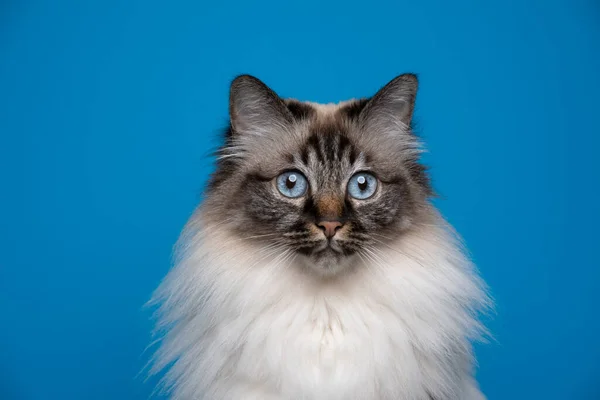 Vacker fågel katt med blå ögon ton i ton porträtt — Stockfoto