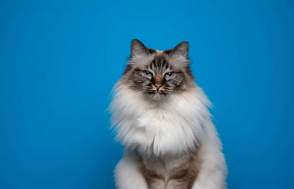 Vacker birman katt med blå ögon ser ilsket på blå bakgrund — Stockfoto