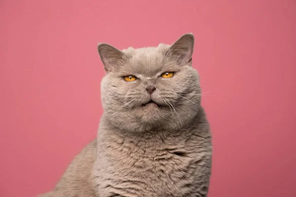 Desagradado britânico shorthair gato fazendo cara engraçada com raiva no fundo rosa — Fotografia de Stock