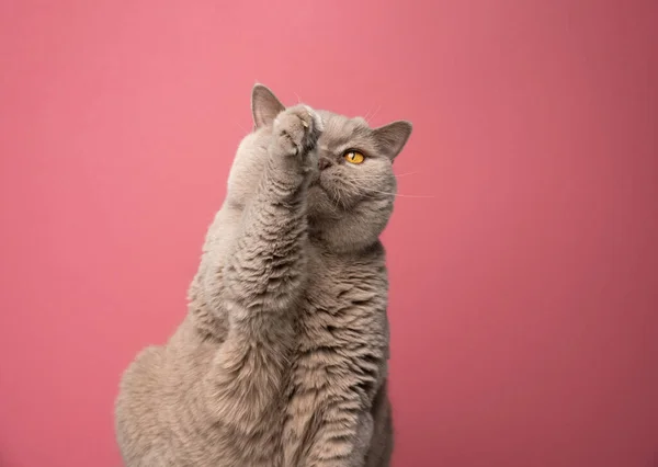 Пухнаста грайлива котячка, що піднімає лапу на рожевому фоні. — стокове фото