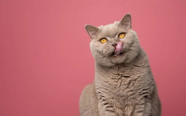 Hongerige lila brits stenografisch kat likken lippen op roze achtergrond — Stockfoto