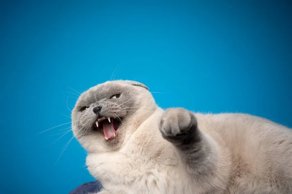 Colère écossais plier chat sifflement à la caméra — Photo
