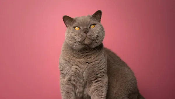 Načechraný šeříkový britský krátkosrstý kočka při pohledu na fotoaparát portrét na růžovém pozadí — Stock fotografie