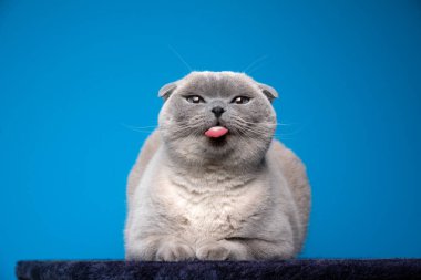 Yaramaz mavi nokta İskoç kıvrımı komik bir yüz ifadesi yapıyor.