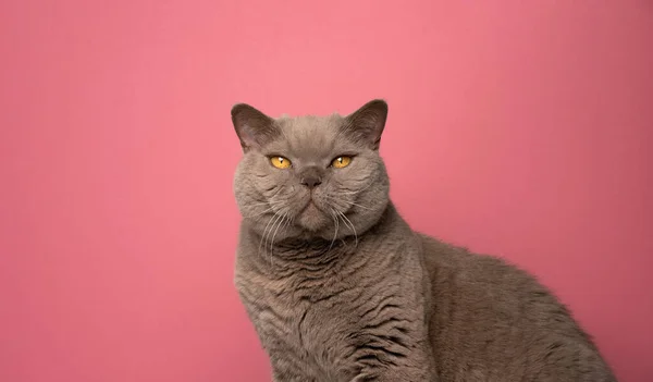 Načechraný hnědý britský krátkosrstý kočičí portrét na růžovém pozadí s kopírovacím prostorem — Stock fotografie