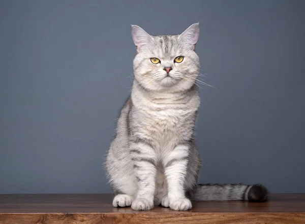 회색 배경 초상화 위 의나무 탁자에 앉아 있는 황금빛짧은 고양이 — 스톡 사진