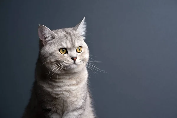 Silver tabby brittisk shorthait katt tittar åt sidan på grå bakgrund — Stockfoto