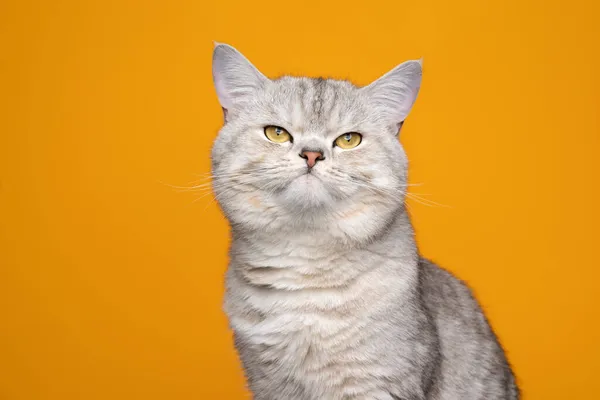 Słodkie zrzędliwy patrząc kot portret na żółtym tle — Zdjęcie stockowe
