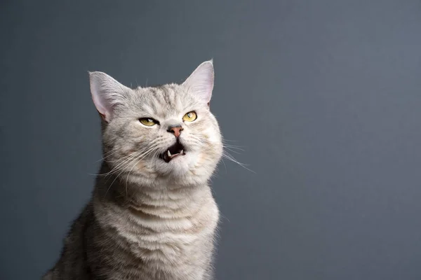 Angry british shorthair cat making funny face with mouth open — Stock Photo, Image