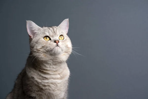 Nyfiken katt tittar upp på grå bakgrund med kopia utrymme — Stockfoto
