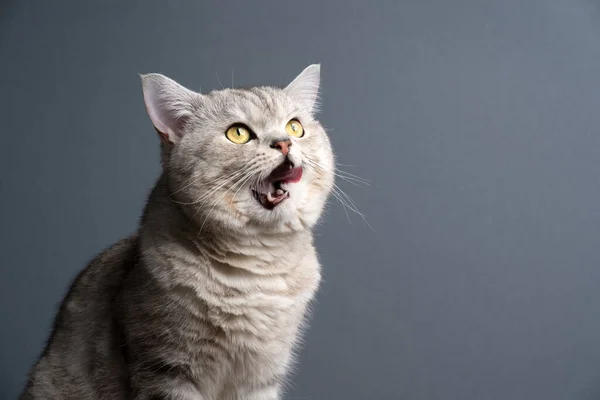 Голодный кот облизывает губы, глядя на серый фон с копировальным пространством — стоковое фото